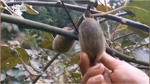 煤塵遮蔽下的豐收 2萬(wàn)斤獼猴桃銷(xiāo)售無(wú)門(mén)，果農(nóng)盼救助